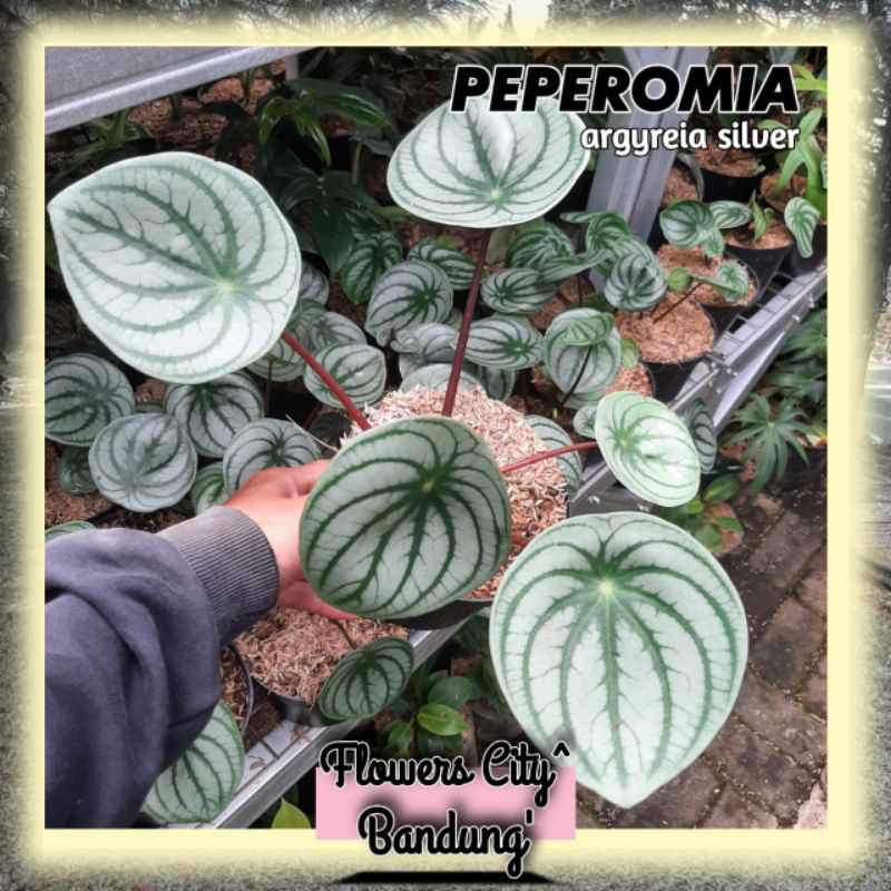 Peperomia argyreia silver - peperomia water melon silver ori