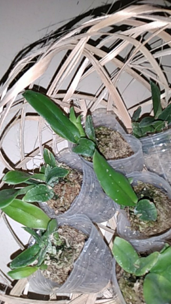Sedling Anggrek Cattleya