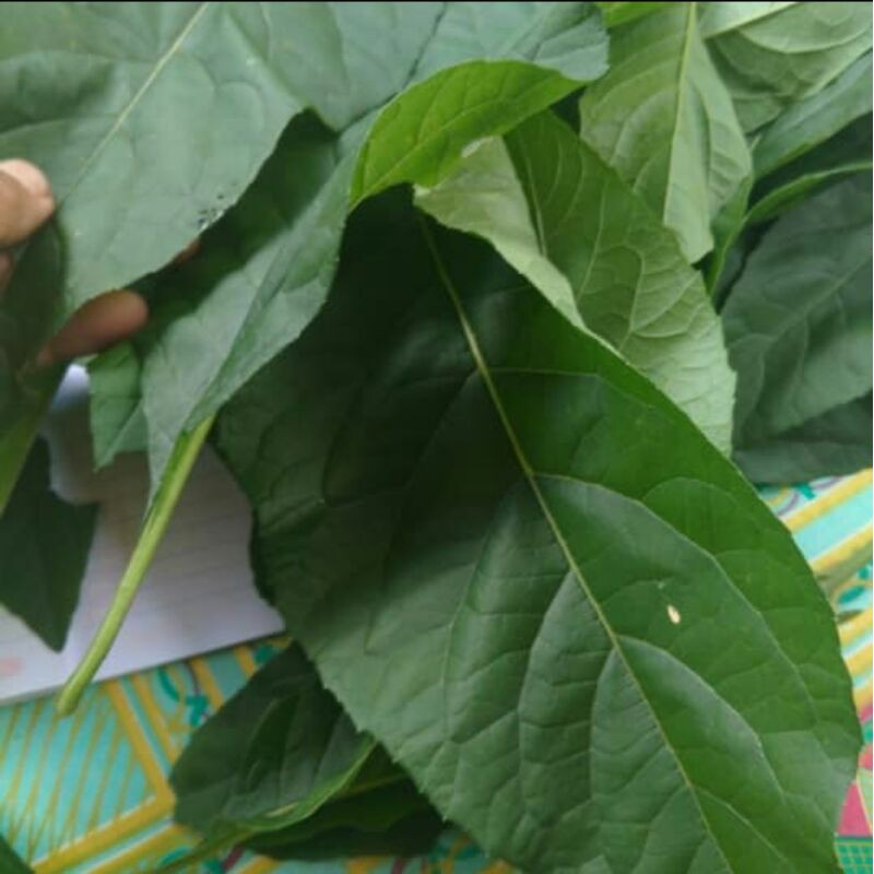 

alami daun afrika atau VERNONIA AMYGDALINA segar pres