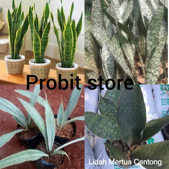 paket 4 jenis sansevieria - sansivera - lidah mertua