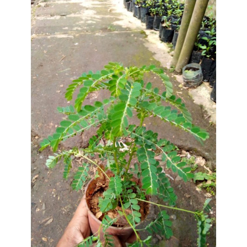 

Pohon Herbal Daun Meniran