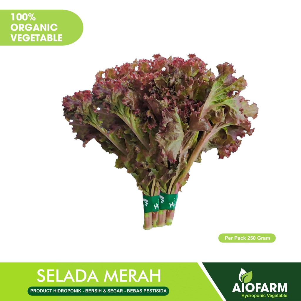 

Selada Keriting Merah Sayuran Organik / Hidroponik AioFarm