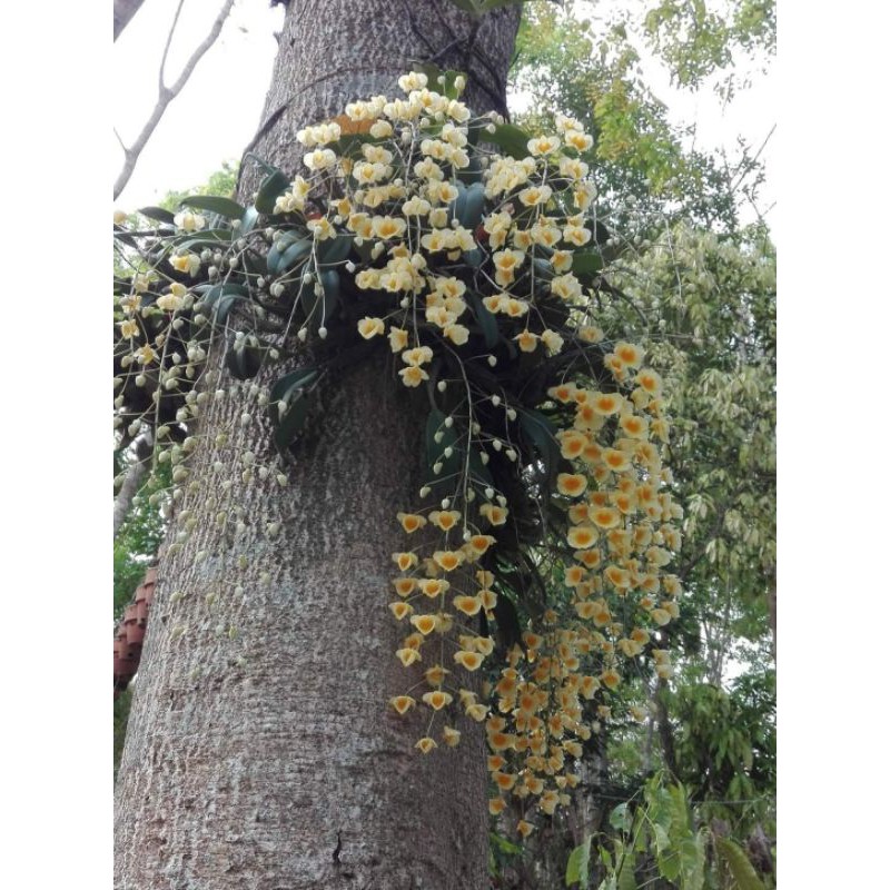 jual anggrek dendrobium agregatum
