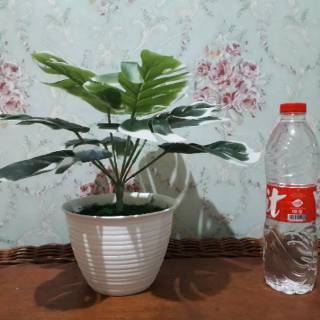  Tanaman  monstera  daun monstera  Shopee Indonesia