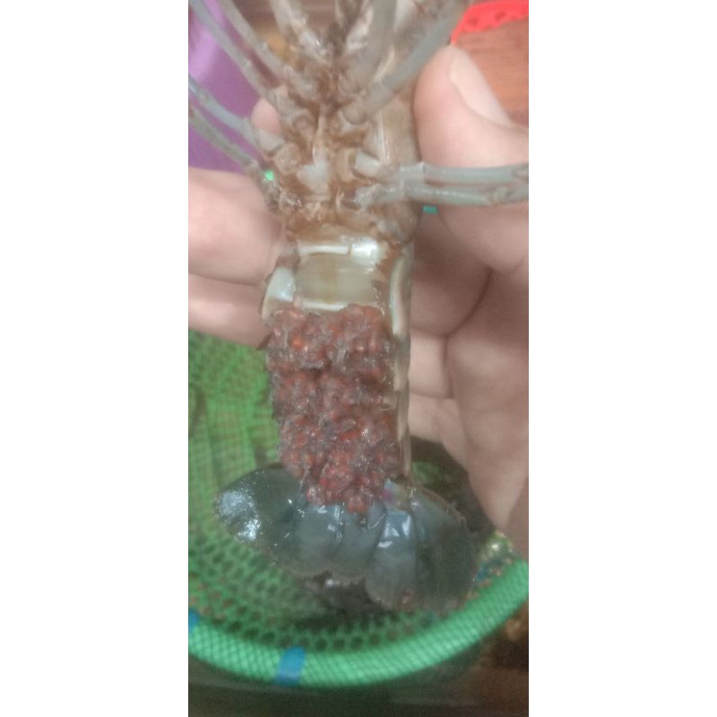 BIBIT-SUPER-LOBSTER-AIR-TAWAR-REDCLAW-CRAYFISH-CHERAX-JENIS-KONSUMSI