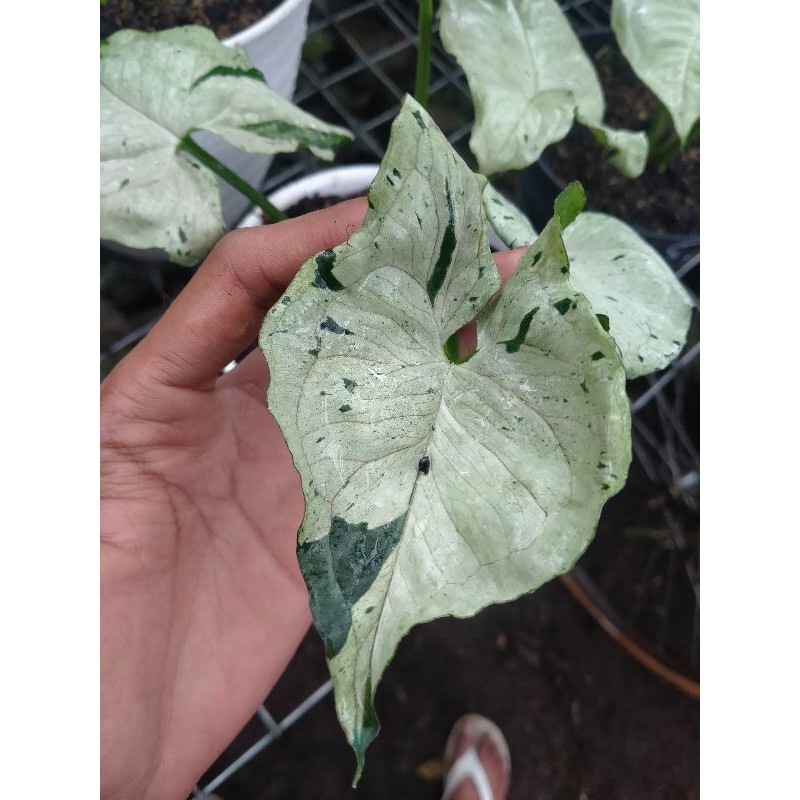 Tanaman hias GREEN SPLASH SYNGONIUM syngonium singonium GREEN SPLASH