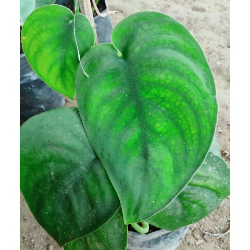 scindapsus Jade satin