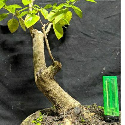 bahan bonsai lantana mame batang karakter realpic