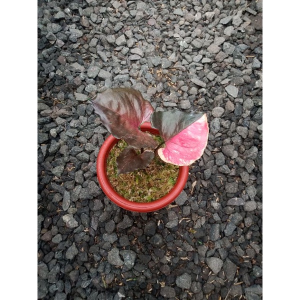 tanaman hias syngonium strawberry ice / syngonium strawberry ice ASLI