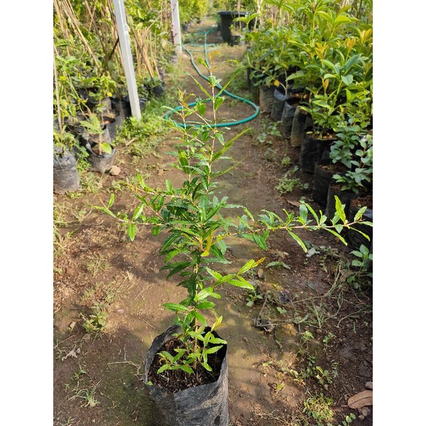 bibit delima merah jumbo