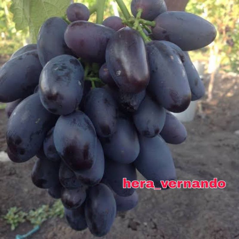 Bibit anggur import alvika stek grafting