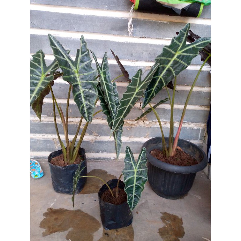 ALOCASIA AMAZON
