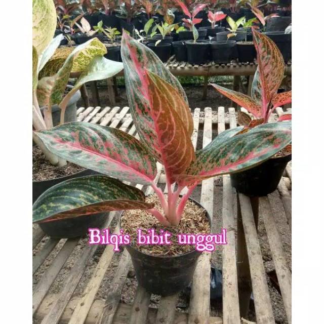 bunga aglonema Widuri super