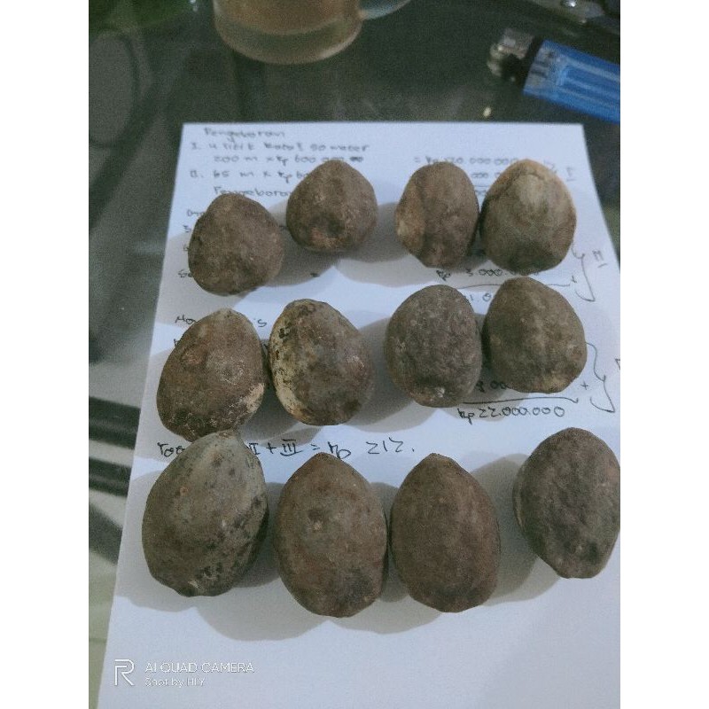 muncang Adu Jenis Marjudi