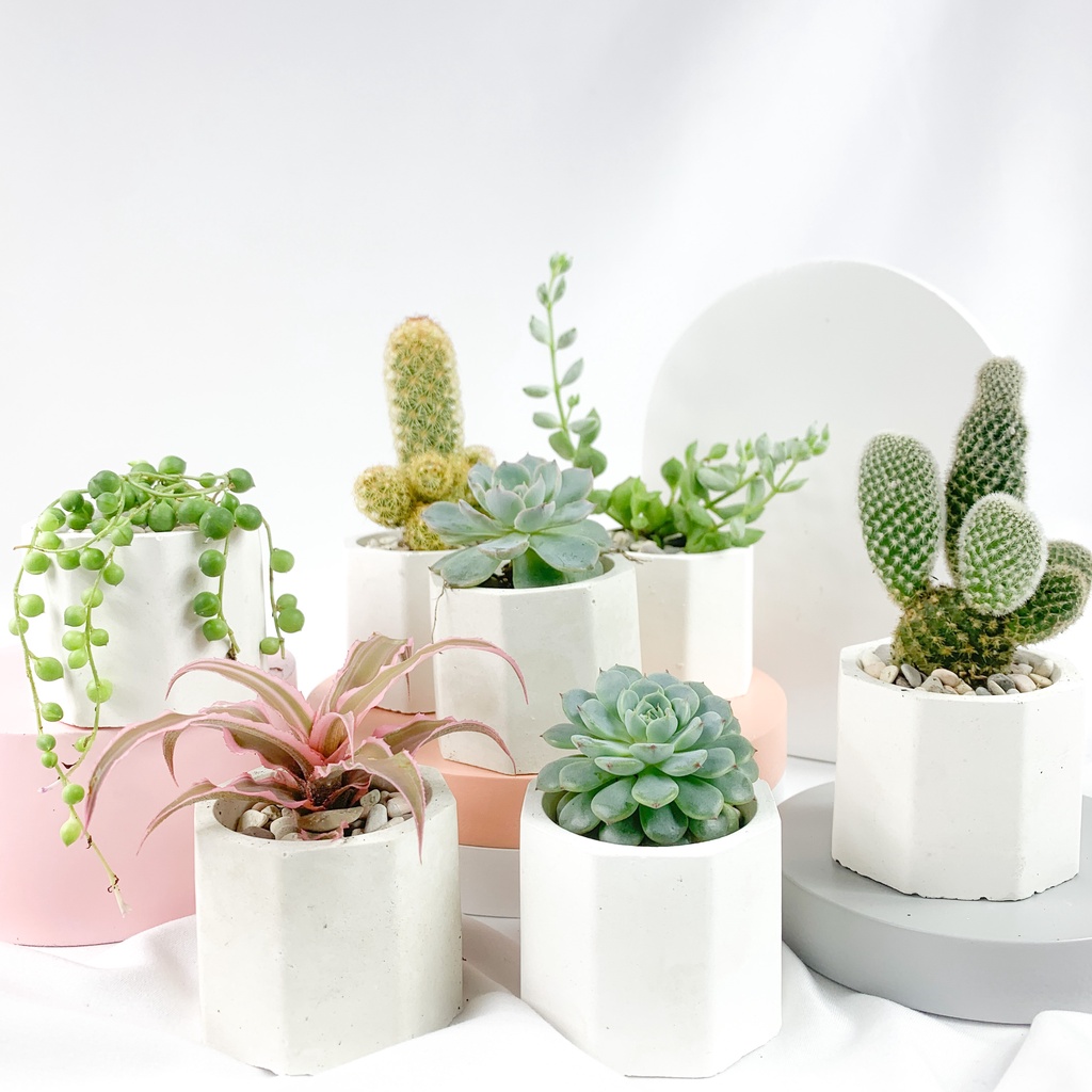 SUKULEN HEXAGON MINIMALIST (BISA BELI SATUAN) BAHAN POT GYPSUM DAN SEMEN PUTIH DIAMETER 5 CM Tanaman Hias Hidup