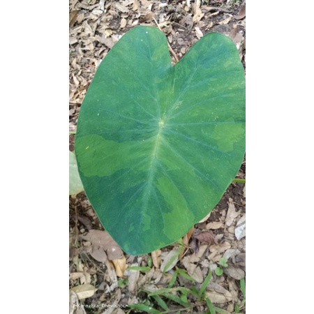 Colocasia Bentul Varigata Midori Sour / Bentoel Var