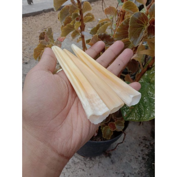 once tulsap model tarduy