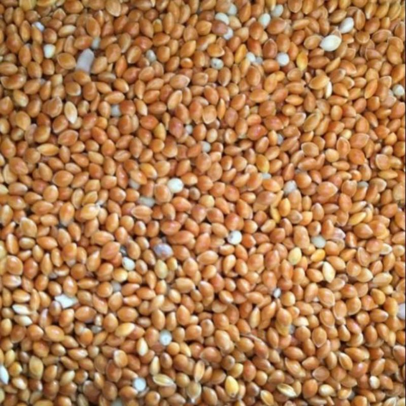 Milet merah pakan kenari lovebird finch burung lainnya