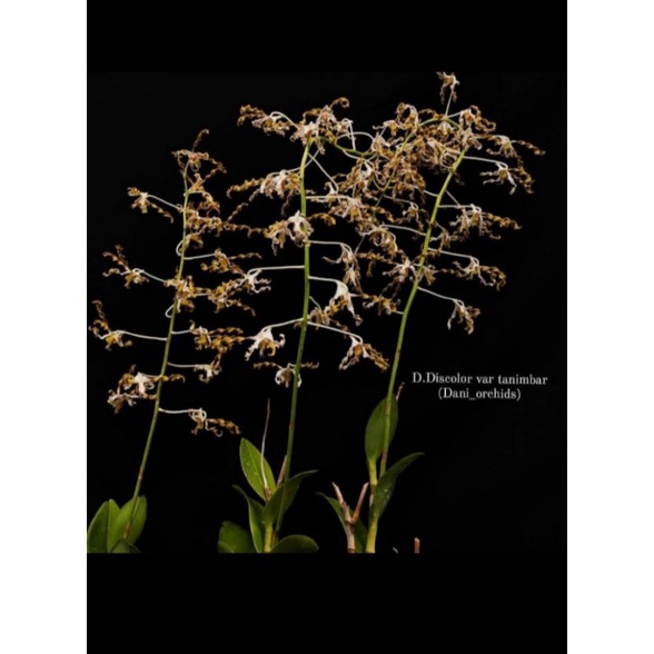 tanaman hias anggrek Dendrobium discolor var tanimbar