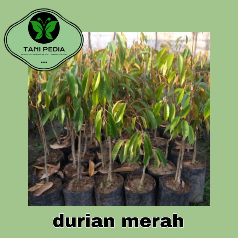 BIBIT Tanaman Durian merah/ durian merah murah