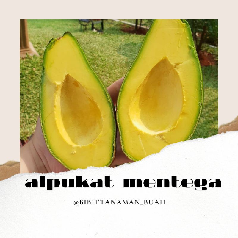 Bibit buah alpukat mentega / Alpukat mentega / Tanaman buah alpukat mentega