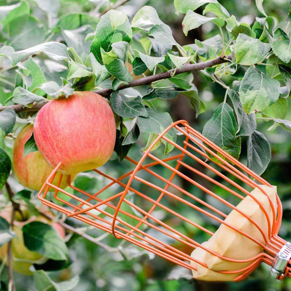 AUGUSTINA Deep Basket Fruit Picker Safe Fruits Catcher Orange Picking Convenient Peach Pick up Multifunction Garden Tools