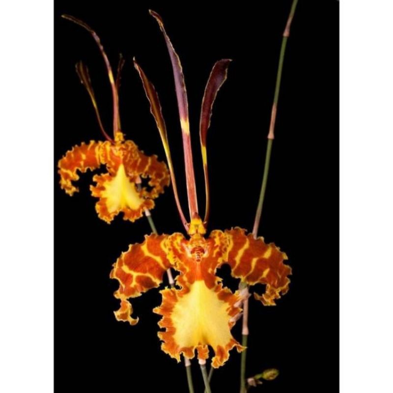 anggrek oncidium mariposa green valley dewasa