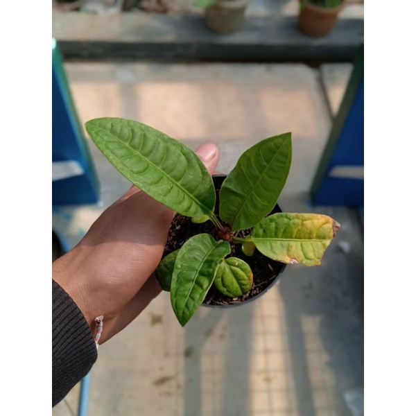 Anthurium Reflexinervium