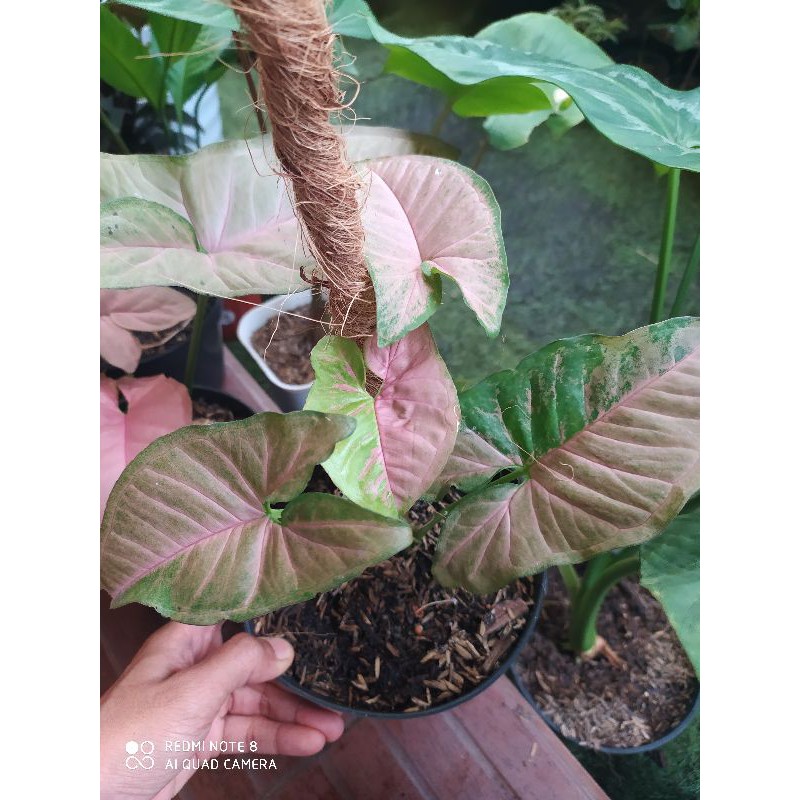 syngonium pink flacked
