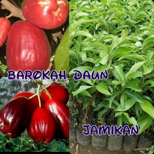 Bibit jambu jamaika jumbo