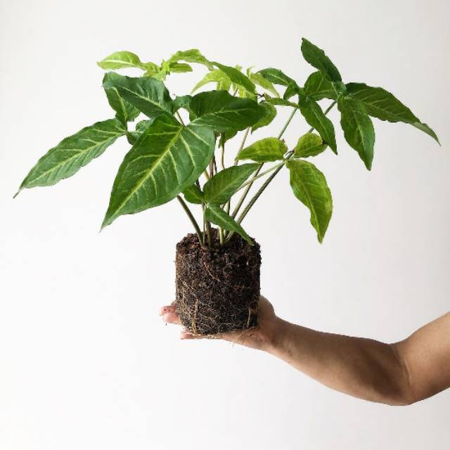Tanaman hias syngonium angustatum - singonium litte star