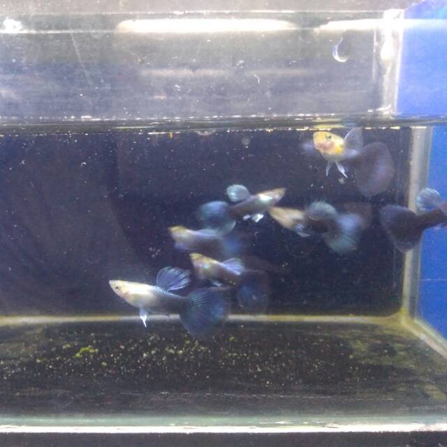 Ikan Guppy HB Blue, Blue Tuxedo, Gappy, Guppi, Gappi, Gapy, Gupy, Gapi, Gupi Murah