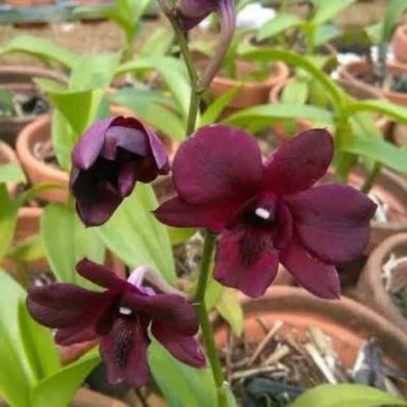 dendrobium sva rimbun