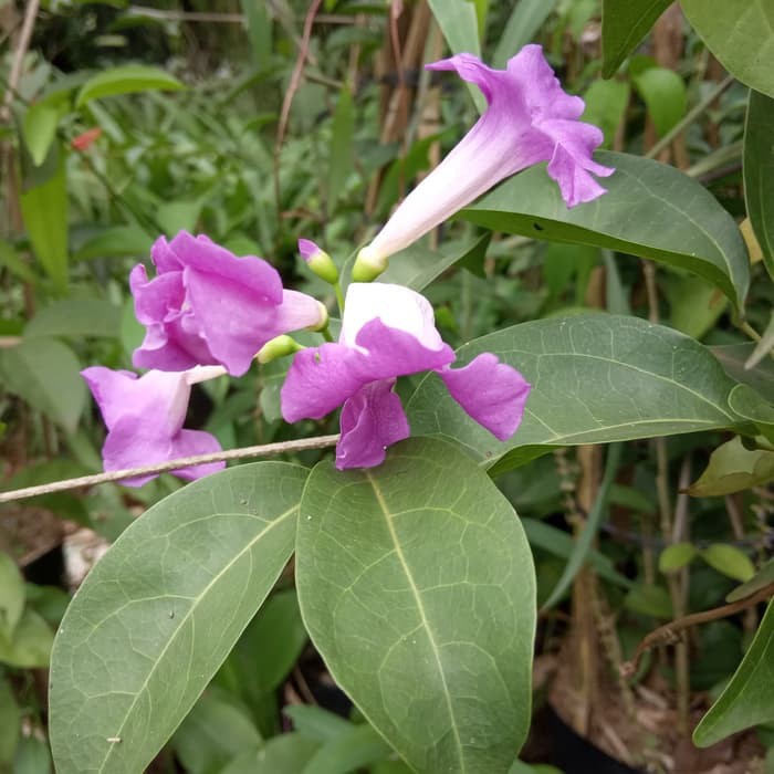 tanaman rambat bunga stepanut ungu - bibit pohon rambat stepanut .