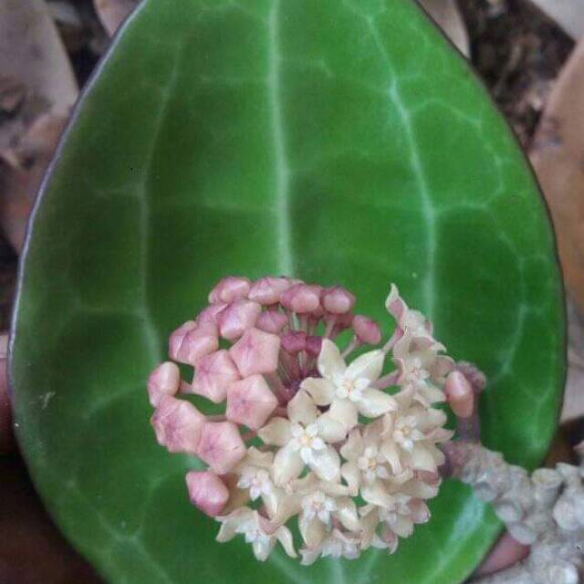 Jual Tanaman Bunga Hoya Macrophyla Indonesia Shopee Indonesia