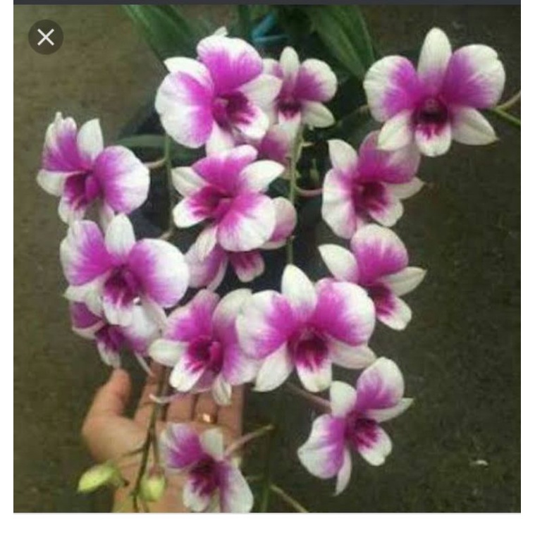 Dendro Mini Yaya Victoria