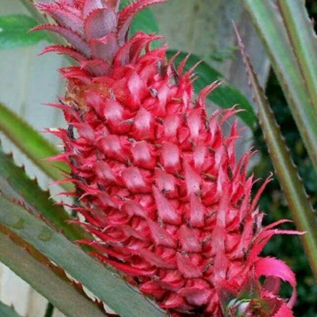 Tanaman Nanas Merah