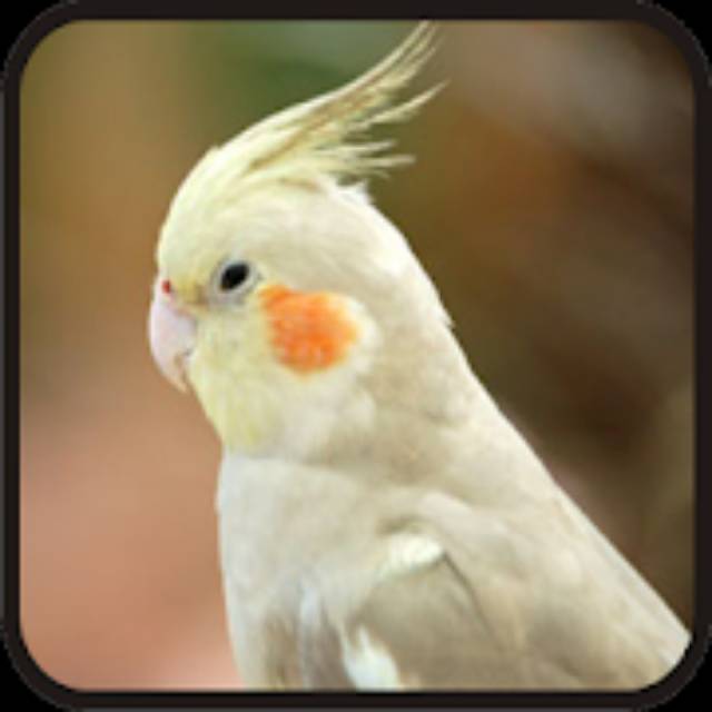 43+ Burung Falk Lutino Gif