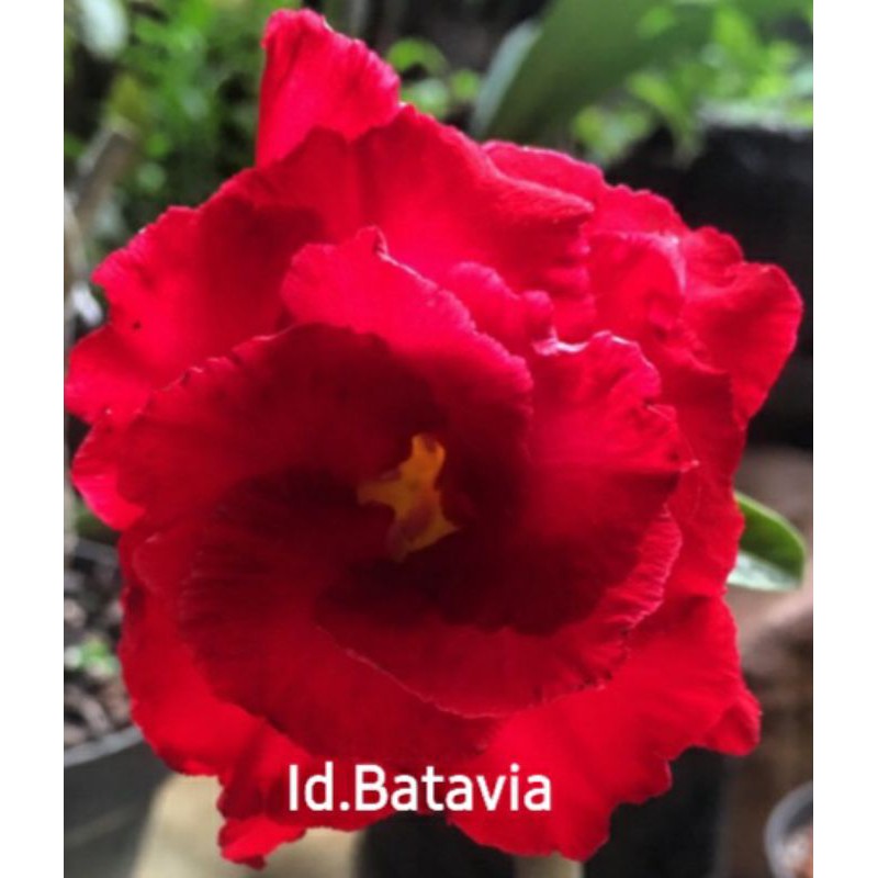 TANAMAN HIAS ADENIUM GRAFTING Id-BATAVIA