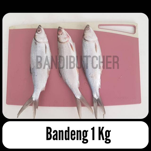 Ikan Bandeng Beku - Frozen Fish Milk Segar Murah Bandi