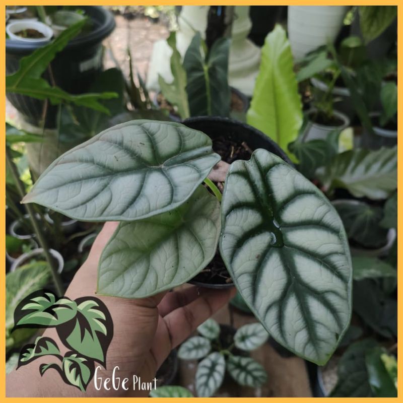 BONGGOL ALOCASIA DRAGON SILVER (BONGGOL BAWAH) KELADI TENGKORAK SILVER