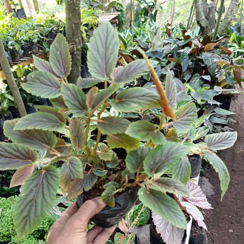 begonia coklat