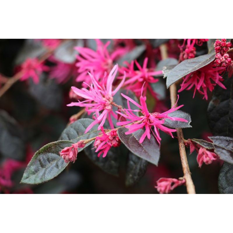 Loropetalum / Serut merah bahan bonsai