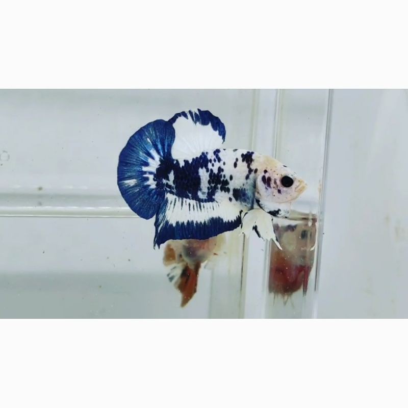 

Plakat Marble