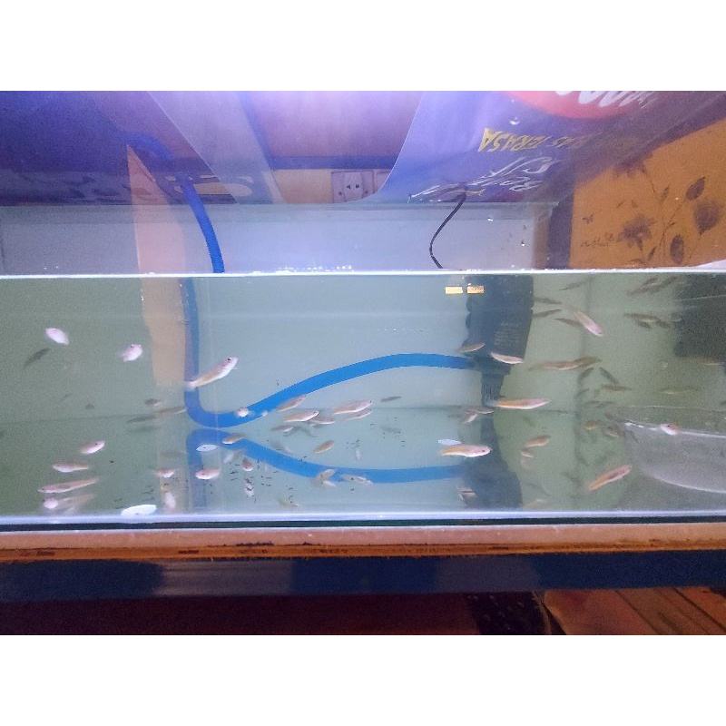 Stewartii Grade A++ size 5