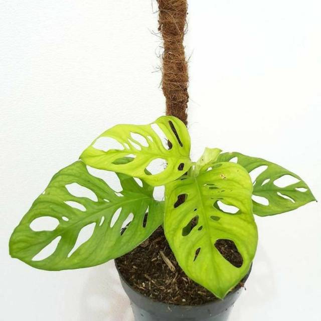 Tanaman hias bunga rambat monstera acuminata janda bolong jumbo