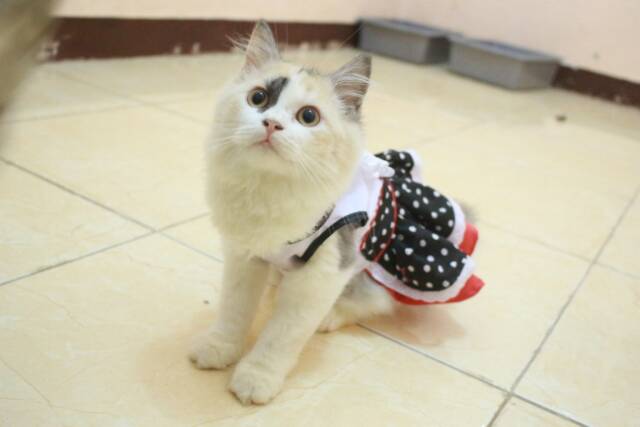 [Dress model terbaru] Dress hitam putih polkadot anime maid untuk kucing dan anjing size S M L XL