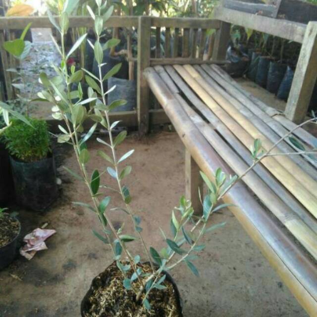 Bibit zaitun