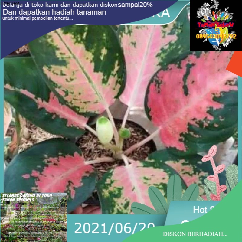 Tanaman aglonema kochin paramruay