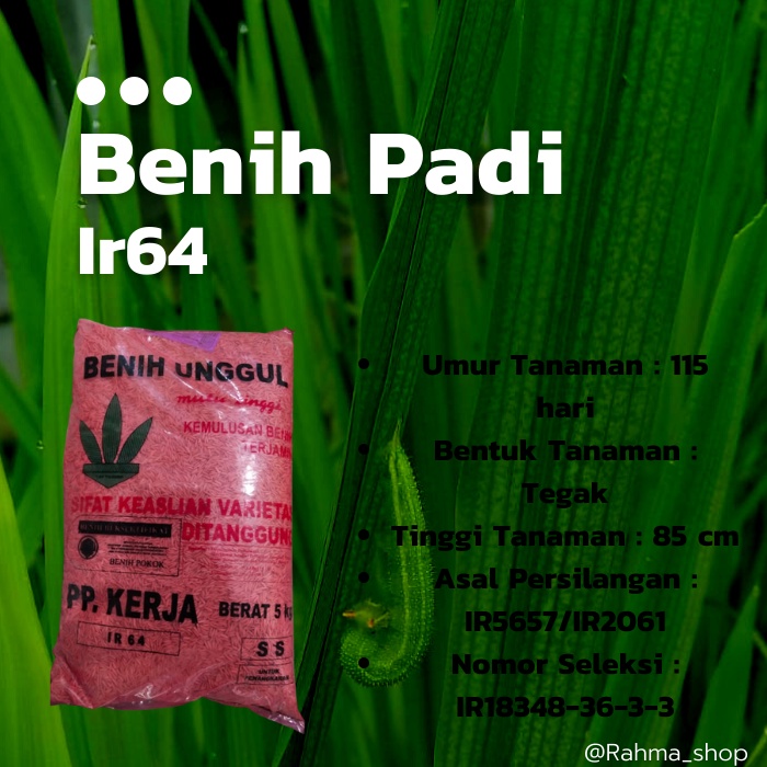 BENIH PADI IR64 UNGGUL BIBIT PADI TERBARU BERSERTIFIKAT